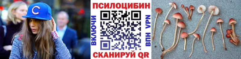 купить наркоту  Мамадыш  Галлюциногенные грибы Cubensis 